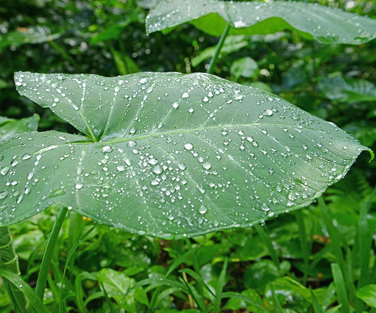 ≪雨の日≫日程変更オプション