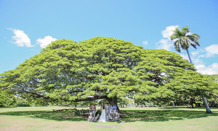 モアナルア ガーデン挙式 ガーデンフォトプラン 午前プラン マカイマウンド Hawaiian Style Ceremony ハワイ結婚式 フォトウェディング 前撮り ロイヤルカイラ