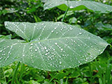 ≪雨の日≫日程変更オプション